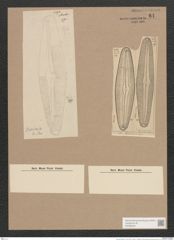 Navicula dariana A.S. (de-Toni-Nr.: Genus 1, Species 23) Zeichnungen Sammlung Grunow Nr. 61 (NHMW-BOT-W0366254)